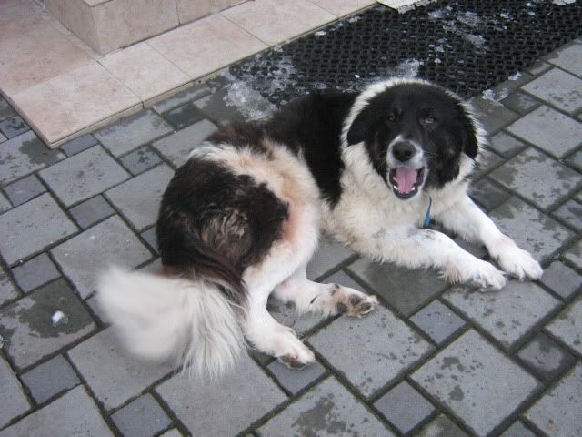 Slika