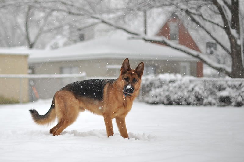 IMAGE: http://i916.photobucket.com/albums/ad4/adllewis42/ALL_0767.jpg