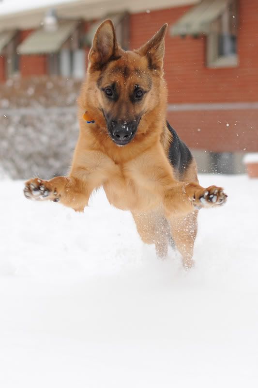 IMAGE: http://i916.photobucket.com/albums/ad4/adllewis42/ALL_0801.jpg