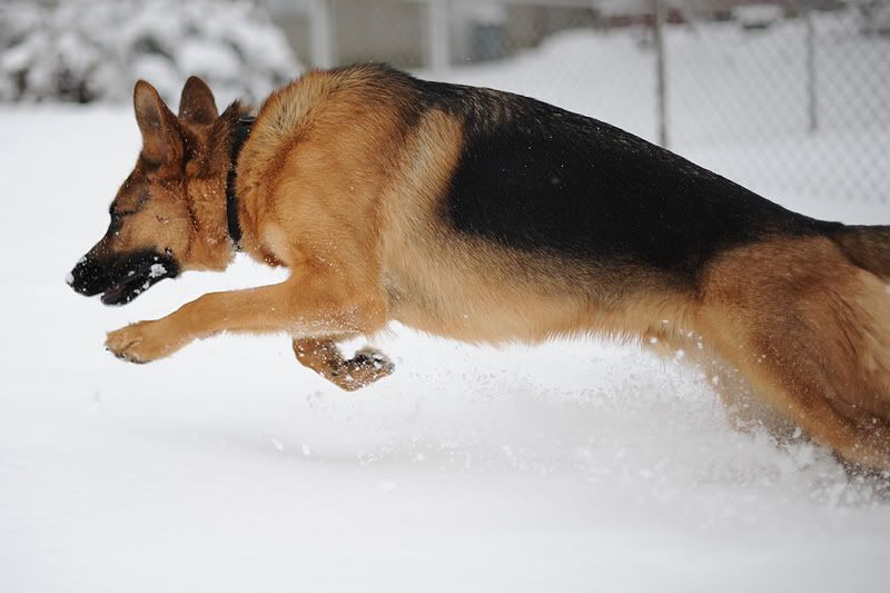 IMAGE: http://i916.photobucket.com/albums/ad4/adllewis42/ALL_0854.jpg