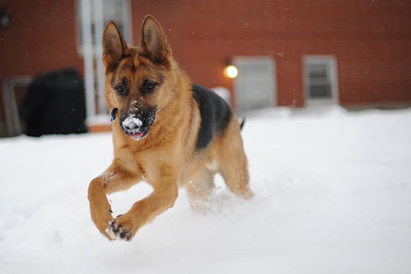 IMAGE: http://i916.photobucket.com/albums/ad4/adllewis42/ALL_0867.jpg