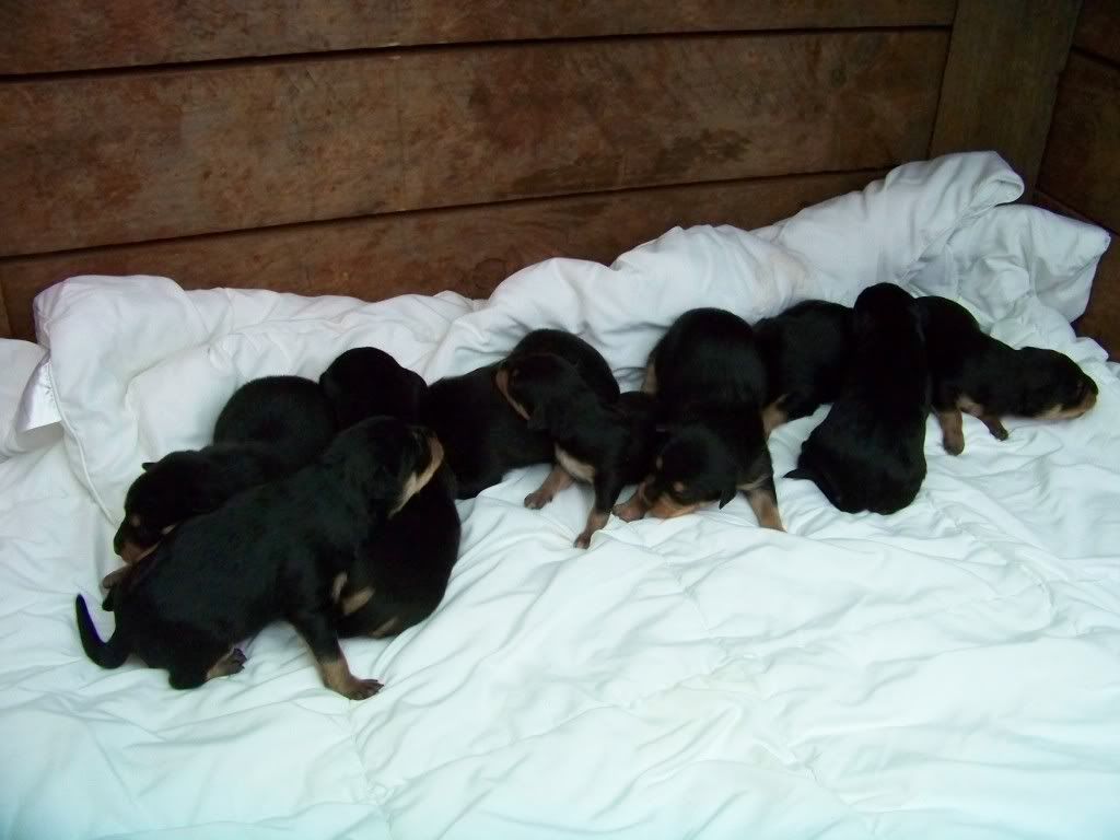 9puppies11daysold.jpg