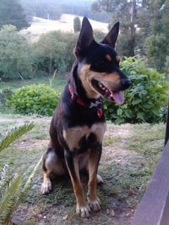 Bullet9monthsold031.jpg