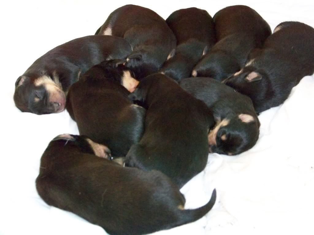 Our9babies.jpg