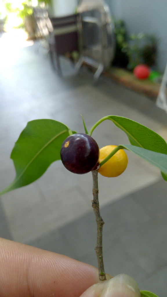 Android hàng hiếm đây. giá rẻ bèo đây ><