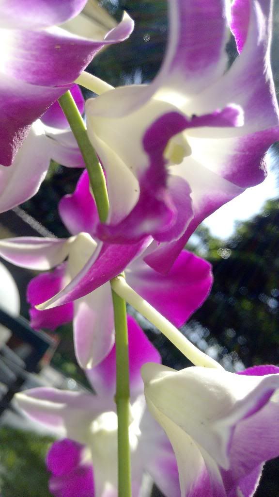 Android hàng hiếm đây. giá rẻ bèo đây >< - 1