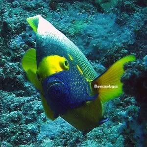 Angelfish