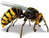 Wow !! Sengat Lebah kini Bisa jadi Pendeteksi Bom